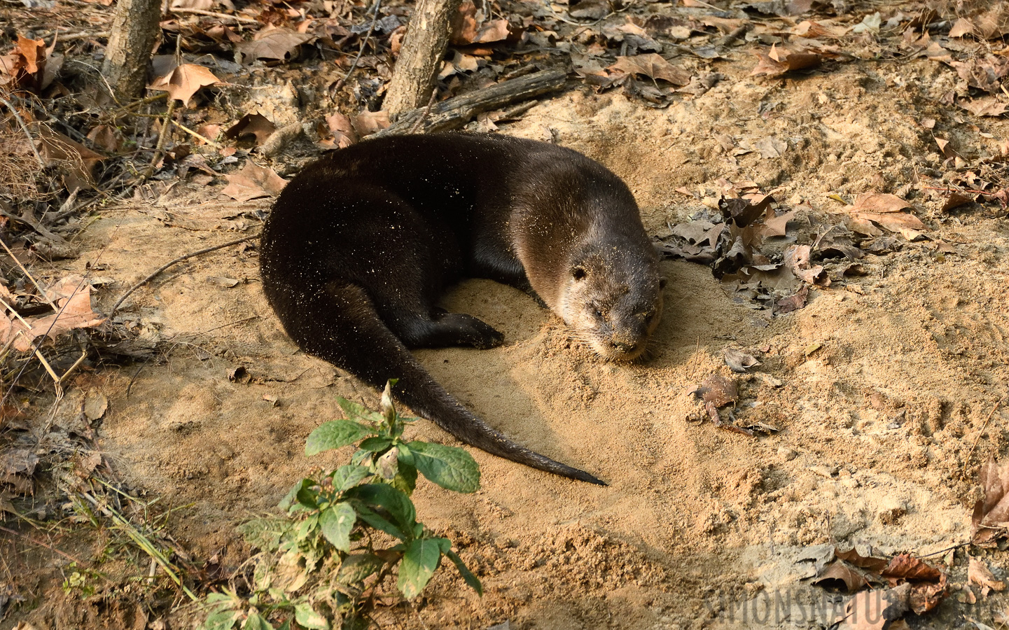 Lontra canadensis lataxina [400 mm, 1/500 sec at f / 7.1, ISO 1600]